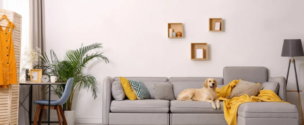 Modern living room with a gray sectional sofa, yellow blanket, decorative pillows, a golden retriever dog, and potted plants.